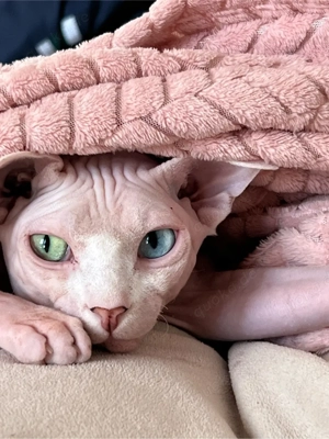 Deckkater mit Tasthaare 