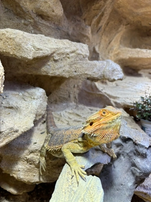 Bartgatam mit Terrarium