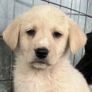 Ljón, geb. ca. 11 2025, lebt in GRIECHENLAND, auf einer privaten Pflegestelle