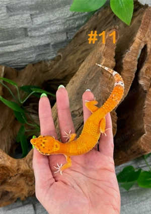 Leopardgecko Weibchen - Nachzucht aus 2025 - Eublepharis macularius