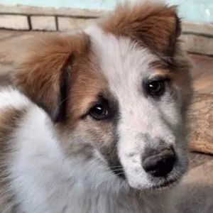 Artax, geb. ca. 11 2025, lebt in GRIECHENLAND, auf einer privaten Pflegestelle