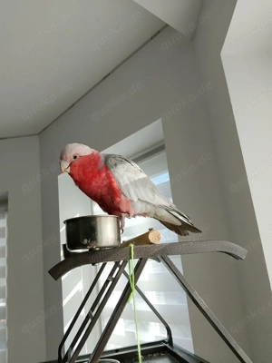 Rosa Kakadu  Eolophus roseicapillus Lutino 