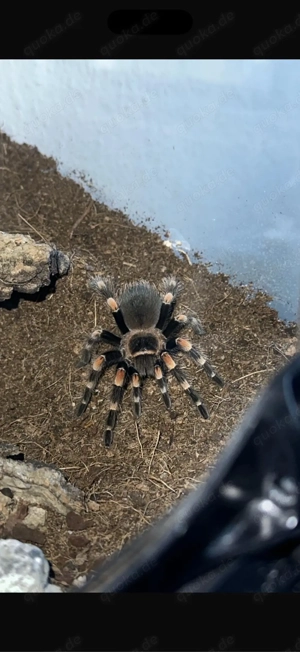 brachypelma Hamorii - weibchen 