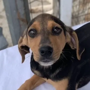 Basti, geb. ca. 12 2025, lebt in GRIECHENLAND, im städt. Tierheim Serres