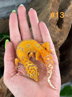 Leopardgecko Weibchen - Nachzucht aus 2025 - Eublepharis macularius