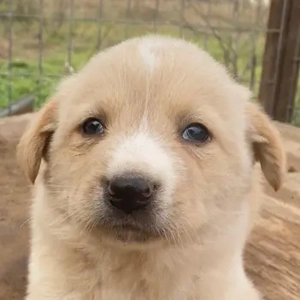 Aydi, geb. ca. 11 2025, lebt in GRIECHENLAND, auf einer privaten Pflegestelle