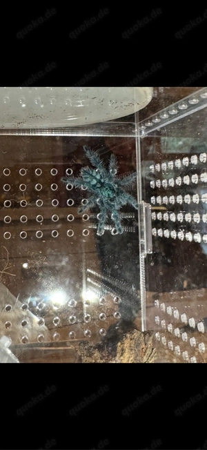 caribena Versicolor - unbestimmt 