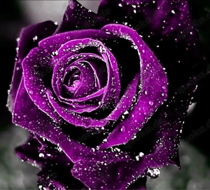  Job Für Attraktive Zuverlässige Frauen ! Escort ! 