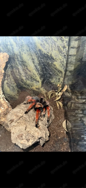 Brachypelma Boehmei - weibchen 