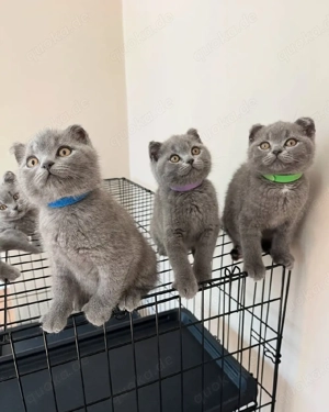 7 Niedliche British Shorthair   Familie Geeignet, Abholung 14.-15.3.