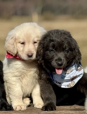 Golden Retriever mal Labrador Retriever