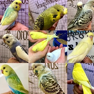  Handzahme bunte Wellensittiche aus liebevoller Hobbyzucht
