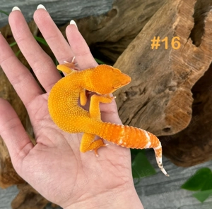 Leopardgecko Weibchen - Nachzucht aus 2025 - Eublepharis macularius