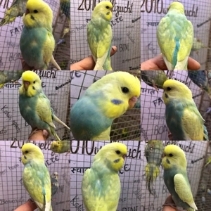  Handzahme bunte Wellensittiche aus liebevoller Hobbyzucht