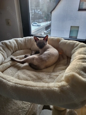 Bengal Katze reinrassig