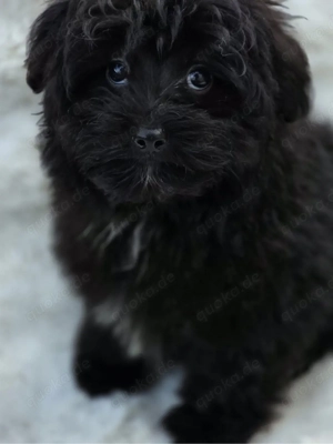 Wunderschöne Pomapoo Welpin 