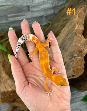 Leopardgecko Weibchen - Nachzucht aus 2025 - Eublepharis macularius