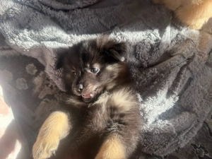 drei kleine rüden abzugeben 