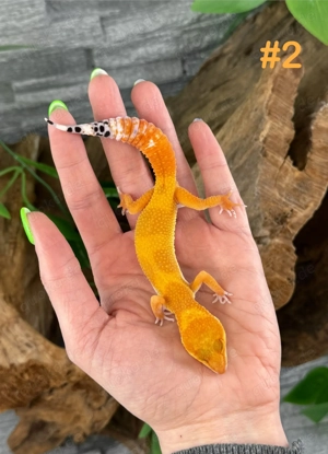 Leopardgecko Weibchen - Nachzucht aus 2025 - Eublepharis macularius