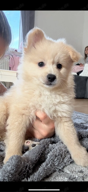 kleiner zwergspitz sucht zuhause 