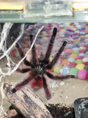 Caribena versicolor 1.0