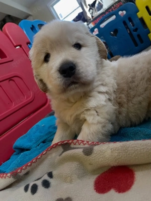 Golden-Retriever-Welpen Bild 2