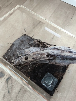 Grammostola pulchripes 1.0