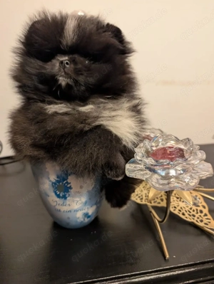 Pomeranian Rüde besonders intelligent  Bild 5