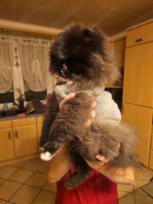 Pomeranian Rüde besonders intelligent  Bild 4