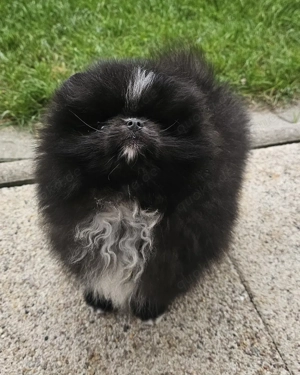Pomeranian Rüde besonders intelligent  Bild 2