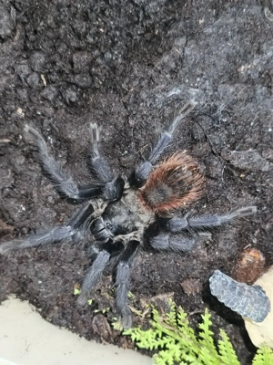 Lasiocyano sazimai 1.0