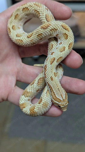 Toffee Conda het Sable, Mai Tai - Heterodon nasicus, Hakennasennatter