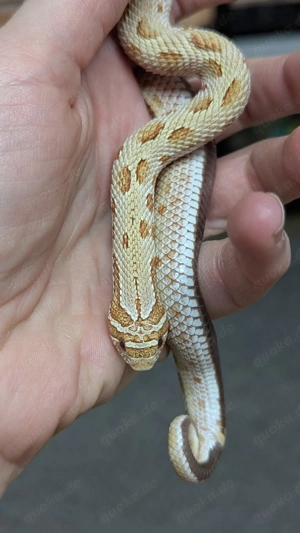 Toffee Conda het Sable, Mai Tai - Heterodon nasicus, Hakennasennatter
