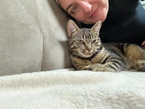 katze abzugeben  Bild 3