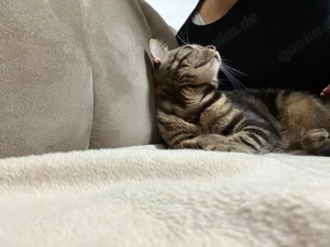 katze abzugeben  Bild 2