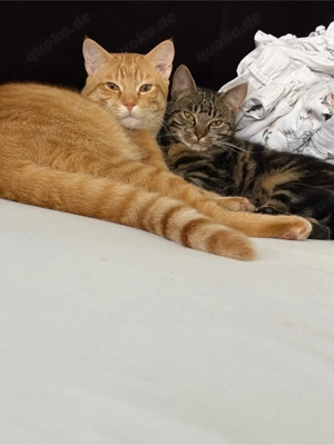 katze abzugeben  Bild 4