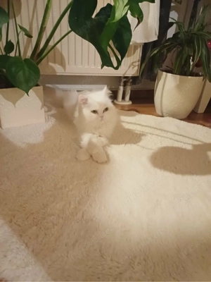 persische hauskatze in wundervolle hände abzugeben  Bild 2