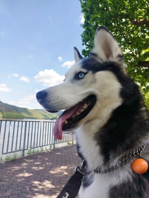 Hübscher Husky Rüde sucht seine Familie 