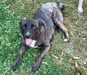 ASTA - hofft auf tolle Menschen (wartet in Rumänien) 