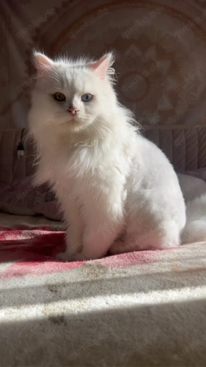 Deckkater Türkische angora 