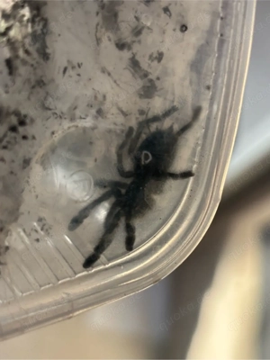 FH4 versicolor Vogelspinne