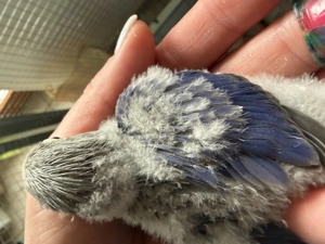 Agaporni herzugeben Art Rußköpfchen 