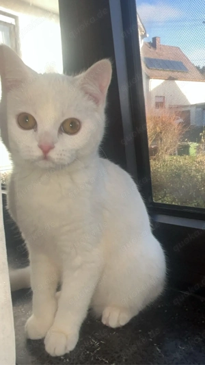  Zu verkaufen: Reinrassiger BKH Kater, 7 Monate alt 