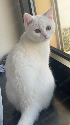 BKH Katzen   9 Monate alt