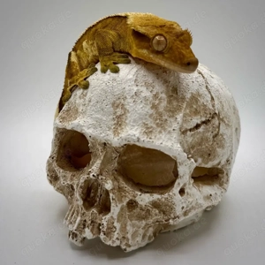 1.0 Yellow Harlequin   Partial Pinstripe   Kronengecko Zuchtbock