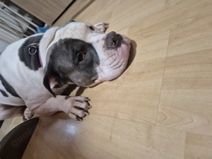 old english bulldogge 