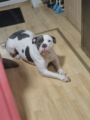 old english bulldogge 