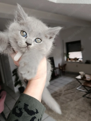 Nebelung BKH Kitten 