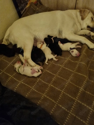  Reinrassige Labrador Retriever Welpen 