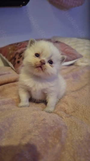 2 bezaubernde Britisch kurzhaar, langhaar Kitten ( Kater & Katze)  